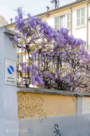 20131+Via+Alfredo+Catalani,+31,+20131+Milano+MI-P2a-glicinimilano_it