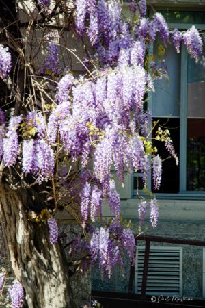 20133+Piazza+Leonardo+da+Vinci,+32,+20133+Milano+MI-P1a-glicinimilano_it