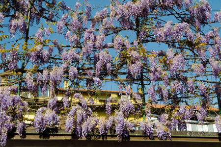 20131+Via+Alessandro+Pestalozza,+35,+20131+Milano+MI-P2b-glicinimilano_it