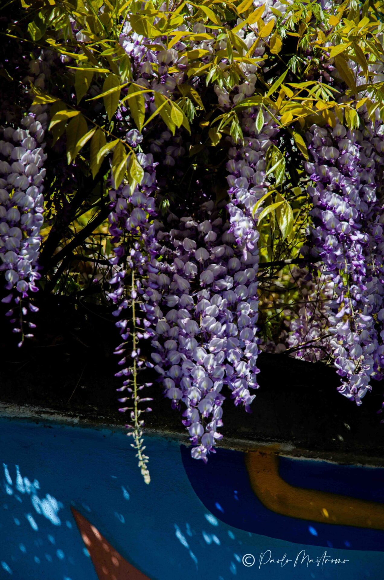 20133+Via+Giuseppe+Zanoia,+5,+20133+Milano+MI-P2a-glicinimilano_it