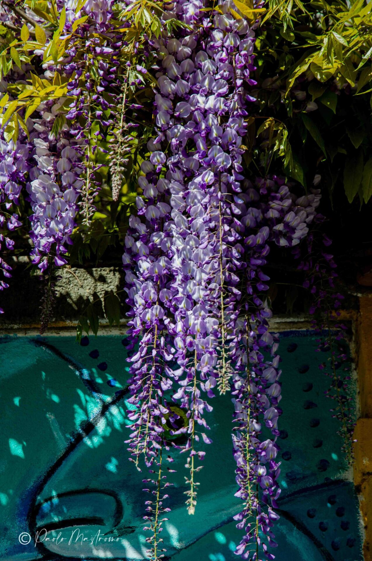 20133+Via+Giuseppe+Zanoia,+5,+20133+Milano+MI-P3a-glicinimilano_it