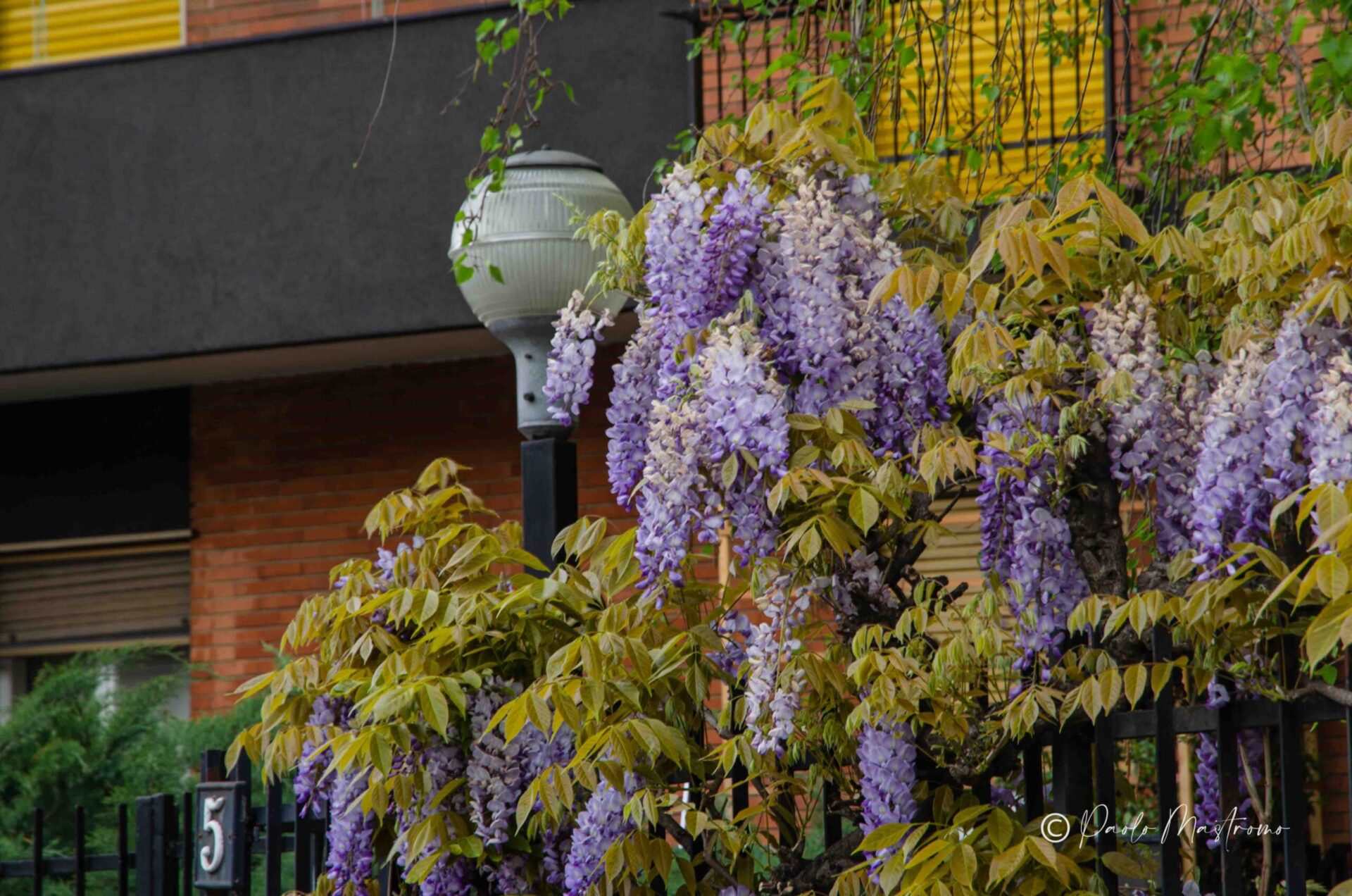 20141+Ermanno,+Via+Ermanno+Wolf+Ferrari,+5,+20141+Milano+MI-P2a-glicinimilano_it